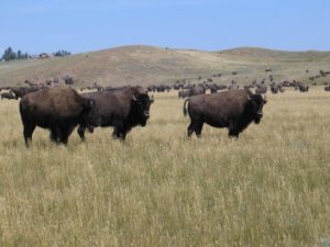 bison-ranch-7